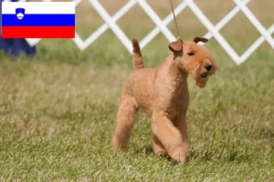 Read more about the article Criadores de Lakeland Terrier e cachorros na Eslovénia