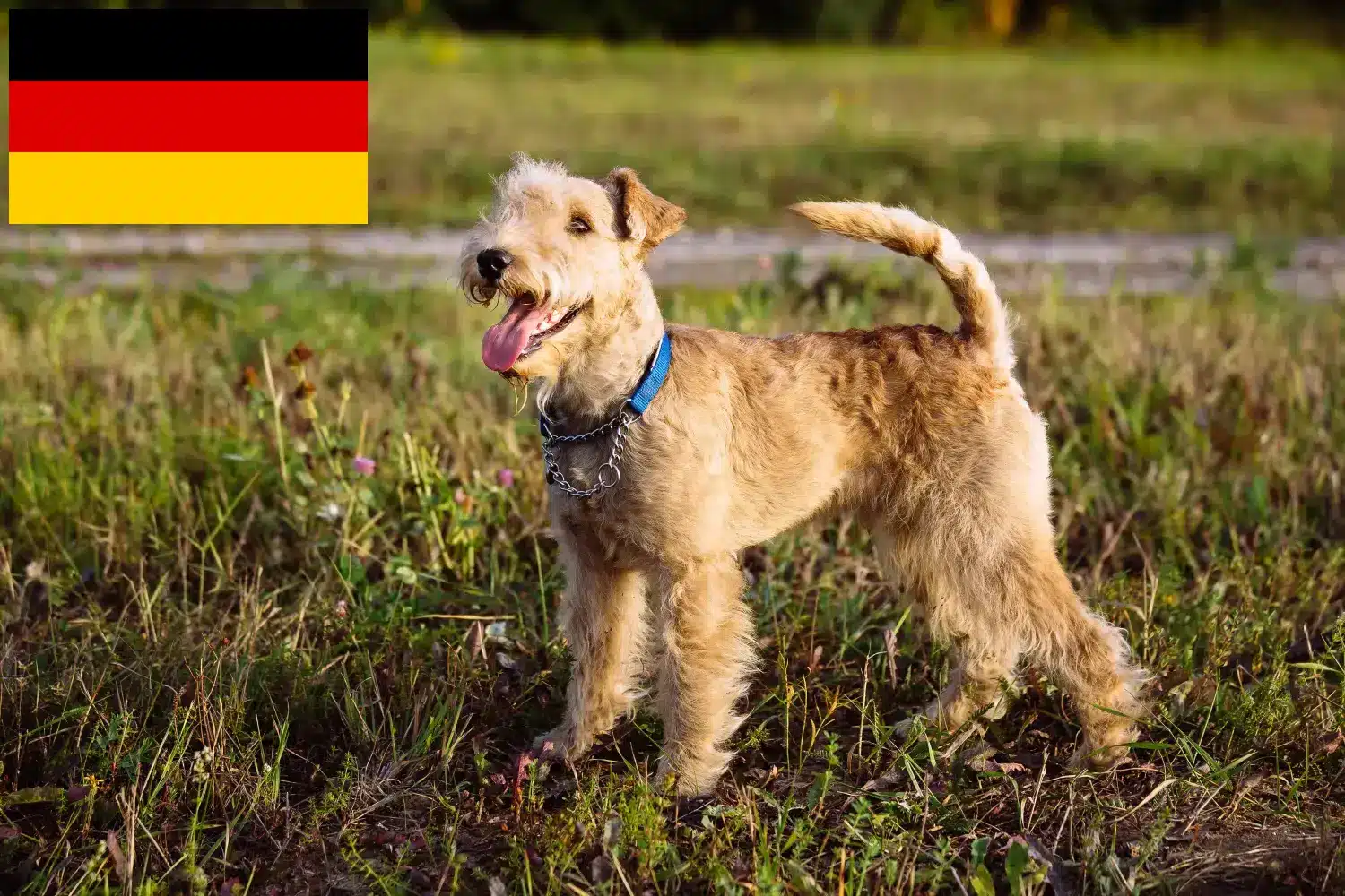 Read more about the article Criadores de Lakeland Terrier e cachorros na Alemanha