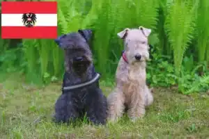 Read more about the article Criadores de Lakeland Terrier e cachorros na Áustria