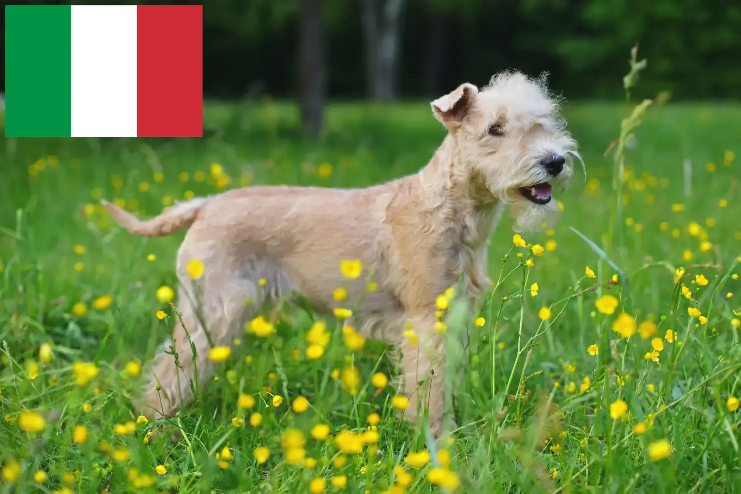 Read more about the article Criadores de Lakeland Terrier e cachorros em Itália