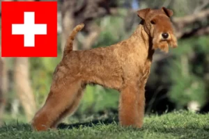 Read more about the article Criadores de Lakeland Terrier e cachorros na Suíça