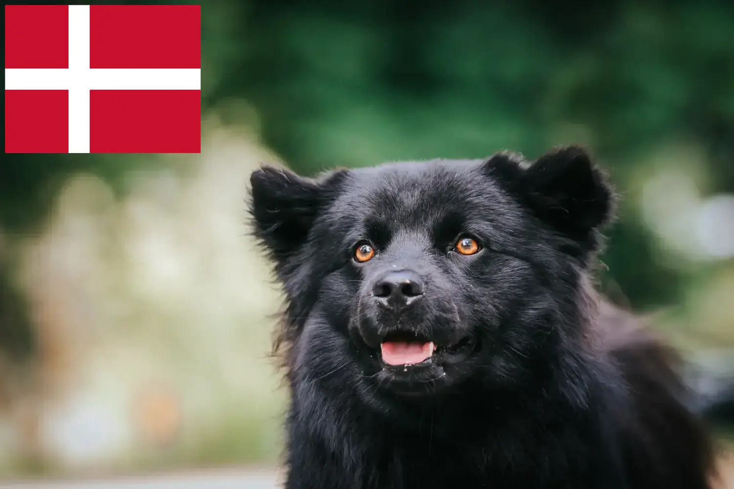 Read more about the article Criadores de Lapphund sueco e cachorros na Dinamarca