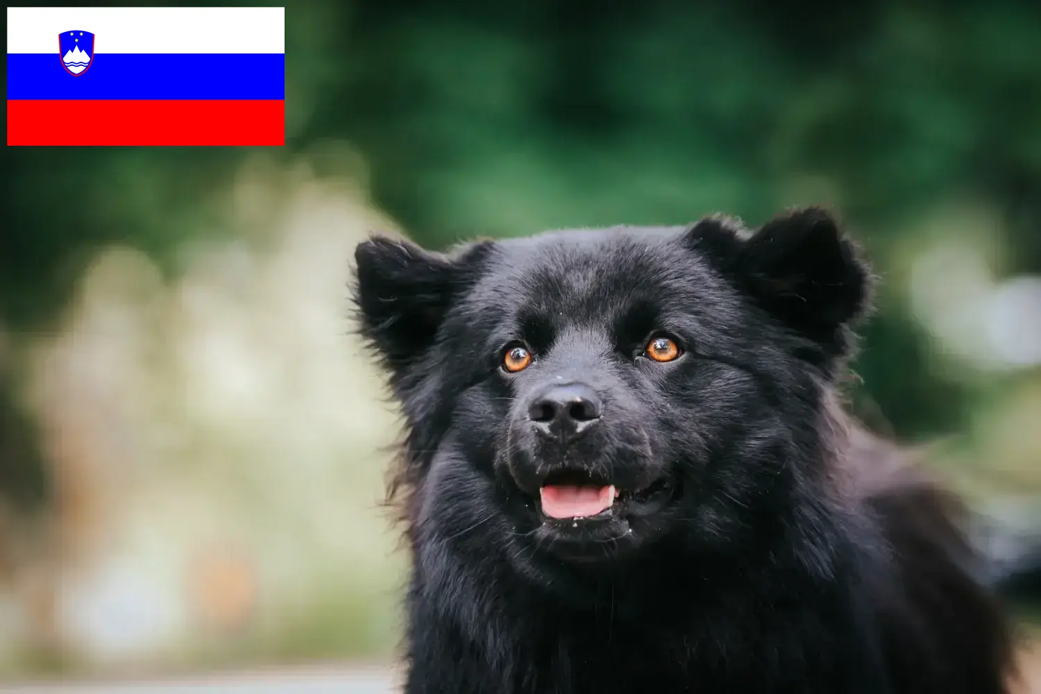 Read more about the article Criadores de Lapphund sueco e cachorros na Eslovénia