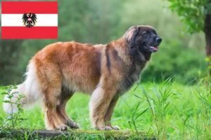 Read more about the article Criadores de Leonberger e cachorros na Áustria