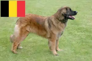 Read more about the article Criadores de Leonberger e cachorros na Bélgica