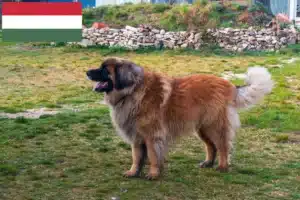 Read more about the article Criadores de Leonberger e cachorros na Hungria