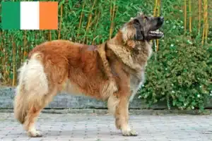 Read more about the article Criadores de Leonberger e cachorros na Irlanda