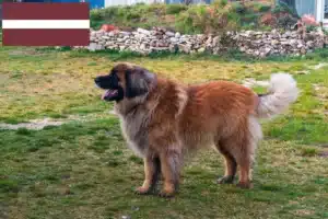 Read more about the article Criadores de Leonberger e cachorros na Letónia