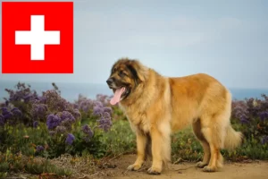 Read more about the article Criadores de Leonberger e cachorros na Suíça