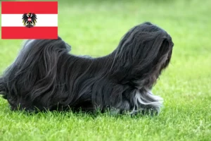 Read more about the article Criadores de Lhasa Apso e cachorros na Áustria