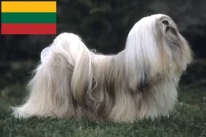 Read more about the article Criadores de Lhasa Apso e cachorros na Lituânia