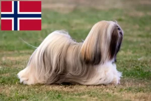 Read more about the article Criadores de Lhasa Apso e cachorros na Noruega