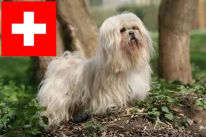 Read more about the article Criadores de Lhasa Apso e cachorros na Suíça