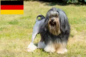 Read more about the article Criadores de Löwchen e cachorros na Alemanha