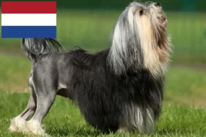 Read more about the article Criadores de Löwchen e cachorros nos Países Baixos