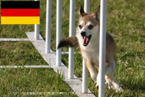 Read more about the article Criadores de Lundehund norueguês e cachorros na Alemanha