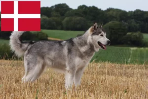 Read more about the article Criadores de Malamute do Alasca e cachorros na Dinamarca