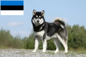 Read more about the article Criadores de Malamute do Alasca e cachorros na Estónia