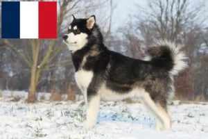 Read more about the article Criadores e cachorros de Malamute do Alasca em França