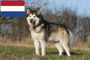 Read more about the article Criadores e cachorros de Malamute do Alasca nos Países Baixos