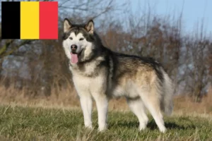 Read more about the article Criadores de Malamute do Alasca e cachorros na Bélgica