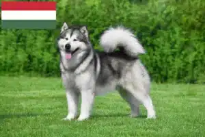 Read more about the article Criadores de Malamute do Alasca e cachorros na Hungria