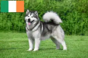 Read more about the article Criadores e cachorros de Malamute do Alasca na Irlanda