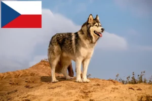 Read more about the article Criadores e cachorros de Malamute do Alasca na República Checa