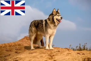 Read more about the article Criadores e cachorros de Malamute do Alasca na Grã-Bretanha