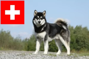 Read more about the article Criadores de Malamute do Alasca e cachorros na Suíça