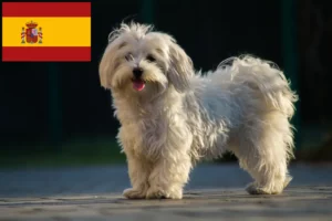 Read more about the article Criadores e cachorros de Maltês em Espanha