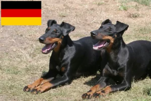 Read more about the article Criadores de Manchester Terrier e cachorros na Alemanha