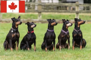 Read more about the article Criadores de Manchester Terrier e cachorros no Canadá