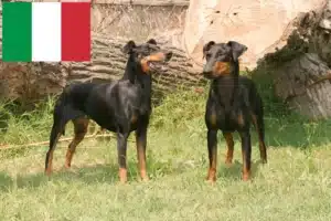 Read more about the article Criadores de Manchester Terrier e cachorros em Itália