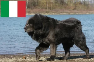 Read more about the article Criadores de Mastim Tibetano e cachorros em Itália