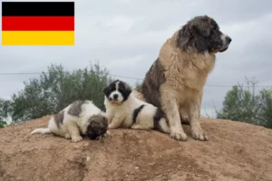 Read more about the article Criadores de Mastín del Pirineo e cachorros na Alemanha