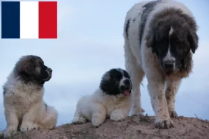 Read more about the article Criadores de Mastín del Pirineo e cachorros em França