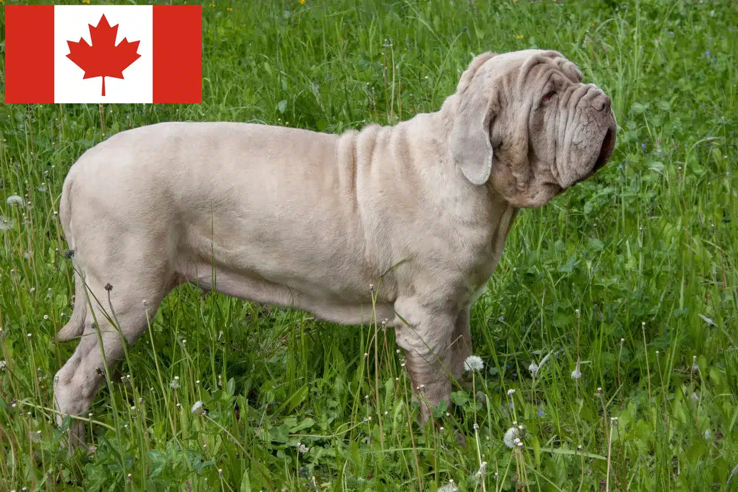 Read more about the article Criadores de Mastino Napoletano e cachorros no Canadá