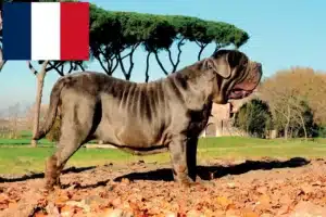 Read more about the article Criadores de Mastino Napoletano e cachorros em França