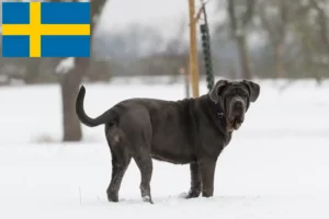 Read more about the article Criadores de Mastino Napoletano e cachorros na Suécia