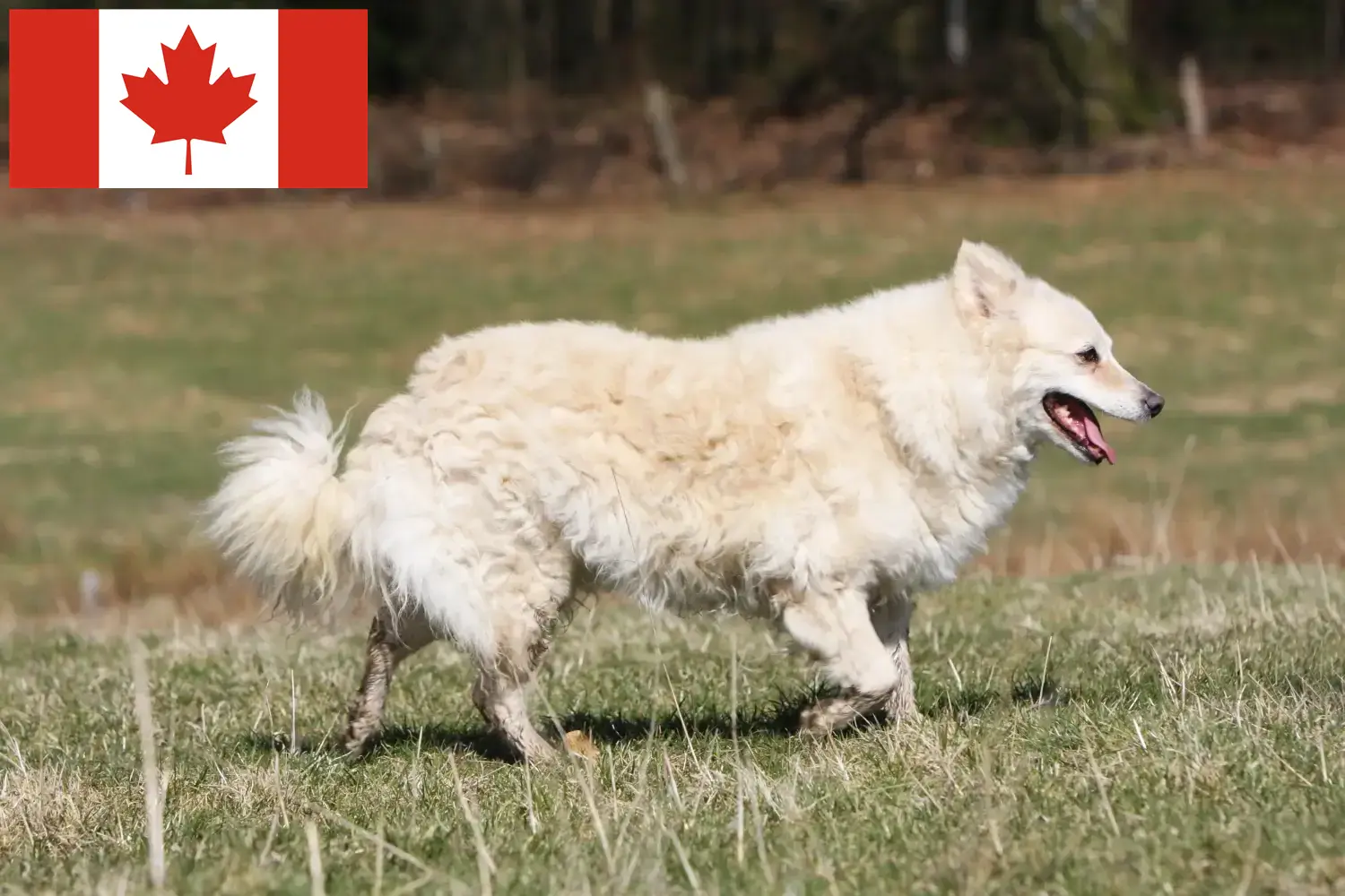 Read more about the article Criadores de Mudi e cachorros no Canadá