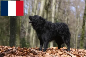 Read more about the article Criadores de mudi e cachorros em França