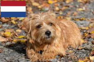 Read more about the article Criadores de Norfolk Terrier e cachorros nos Países Baixos