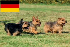 Read more about the article Criadores de Norfolk Terrier e cachorros na Alemanha