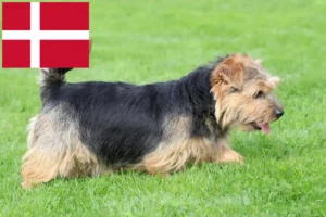 Read more about the article Criadores de Norfolk Terrier e cachorros na Dinamarca