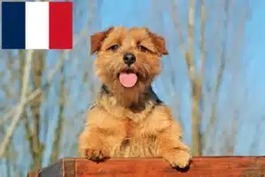 Read more about the article Criadores de Norfolk Terrier e cachorros em França