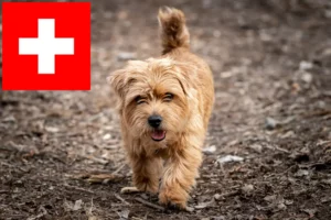 Read more about the article Criadores de Norfolk Terrier e cachorros na Suíça