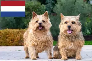 Read more about the article Criadores de Norwich Terrier e cachorros nos Países Baixos