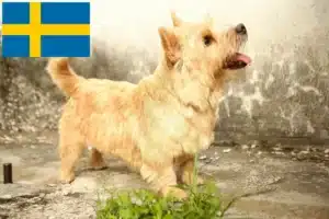 Read more about the article Criadores de Norwich Terrier e cachorros na Suécia