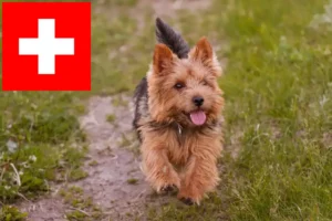 Read more about the article Criadores de Norwich Terrier e cachorros na Suíça